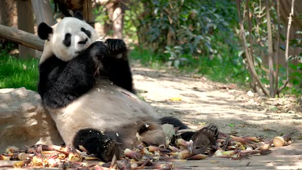 Giant Panda Bear Eating Bamboo