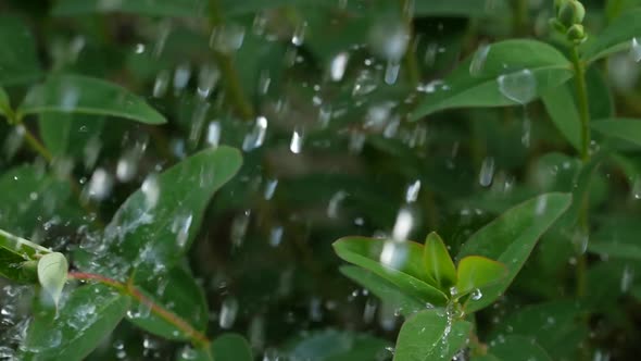 Green Plants in the Rain 13