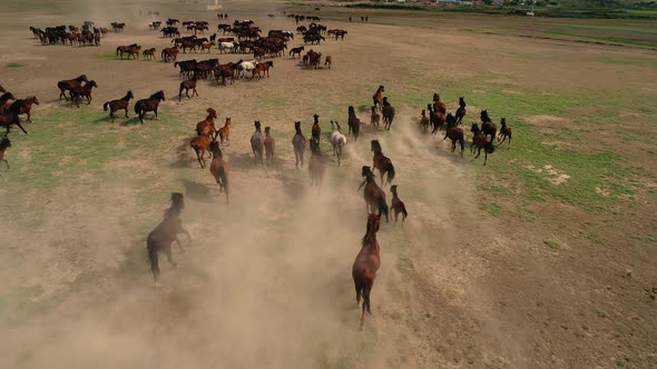 Horses Running Stampede