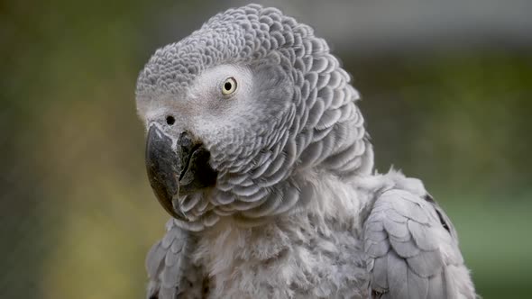 Close up of wild african grey parrot cockatoo in wilderness - Psittacus erithacus Species