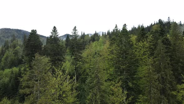 Spruce Forest. Slow Motion. Carpathian Mountains. Ukraine. Aerial.