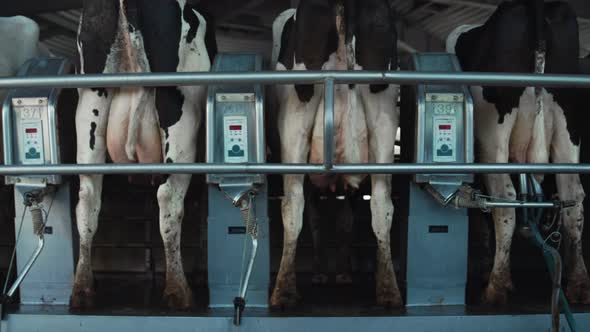 Automatic Cows Milking System in Farm Parlour