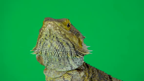 Lizards Bearded Agama or Pogona Vitticeps Isolated at Green Background in Studio. Close Up.