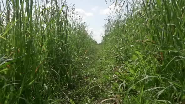 Pov Thickets of Grass in a Field or Meadow in Nature Slow Motion