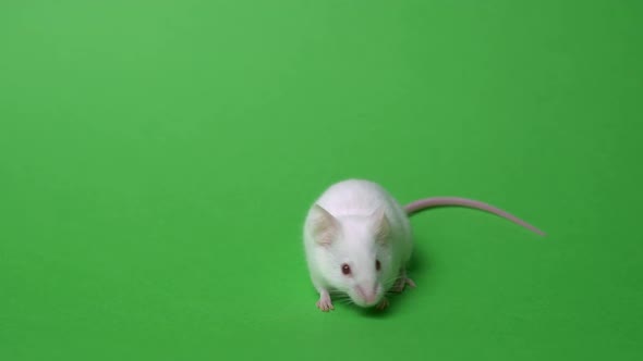 White Home Mouse on a Green Background