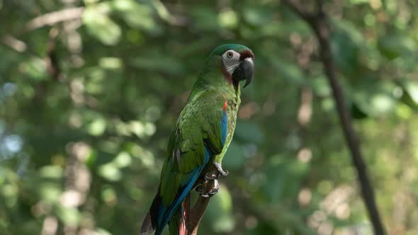 chestnut fronted macaw in a park in ecuador