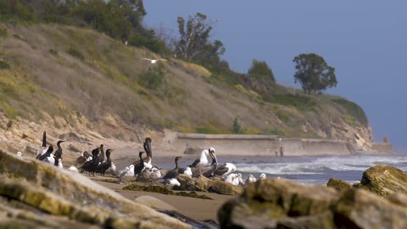 Pelicans and seagulls group flock on beach rocks looking over the ocean (4k 60fps)