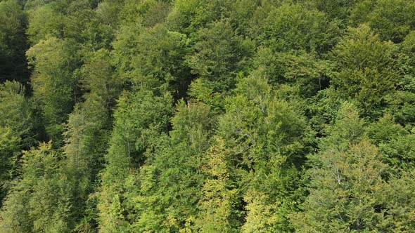 Trees in the Mountains Slow Motion. Aerial View of the Carpathian Mountains in Autumn. Ukraine