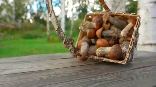 A Birch Basket Full of Freshly Picked Mushrooms Falling on a Wooden Surface