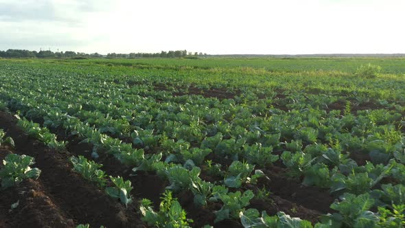 Cabbage Plantation in the Field. Vegetables Grow in a Rows