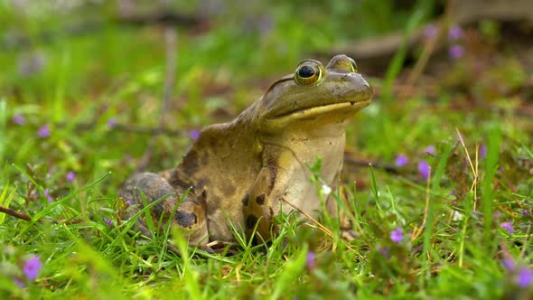 Frog Sitting on Flowering Grass From Side Background