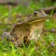 Frog Sitting on Flowering Grass From Side Background - VideoHive Item for Sale