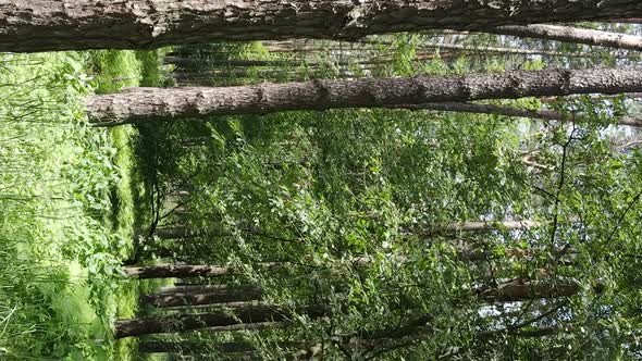 Vertical Video Aerial View Inside a Green Forest with Trees in Summer