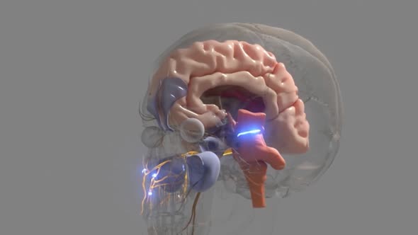neurobiology, nervous system cells alt