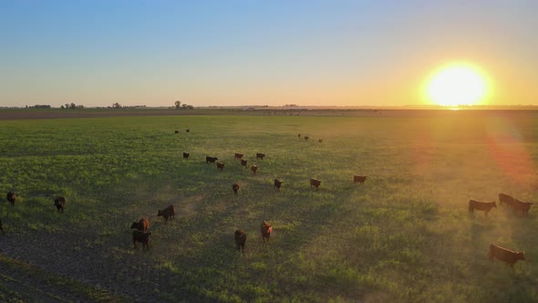Beef cattle reared on the lush Pampas of South America, drone reveal, sunset