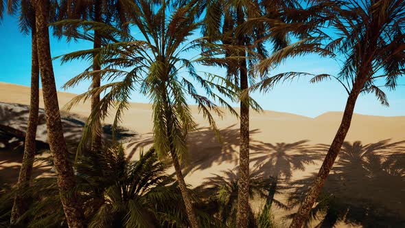 Oasis at the Moroccan Desert Dunes