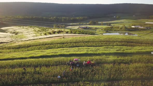 Aerial orbit of rows and rows of cornfield with people picking corn and tractor nearby and powerline