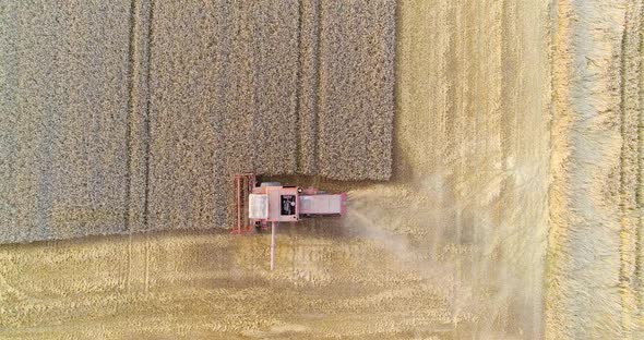 Harvesting. Combine Harvester Harvesting Wheat