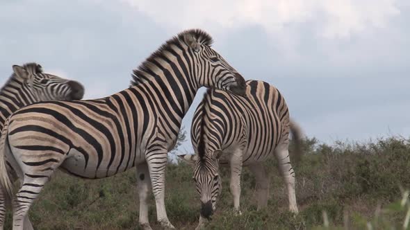 Herd of Zebras Grazing on The Savanna