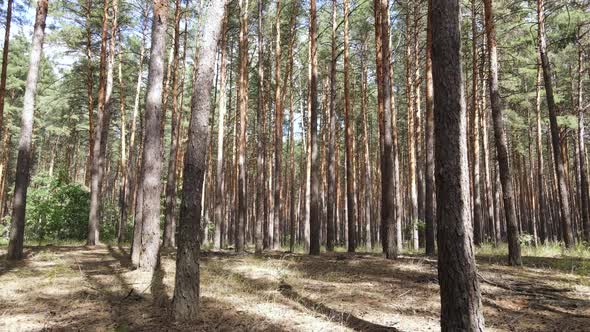 Natural Forest Landscape By Day