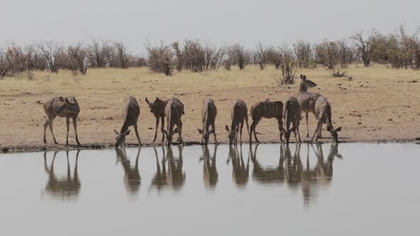 herd of Kudu drinking from waterhole