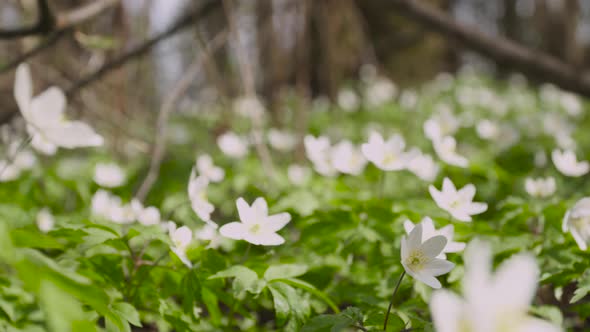 Flowering of Primrose Anemone in a Sunny Spring Forest