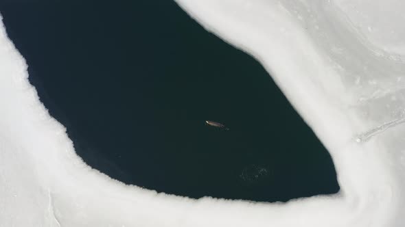 The Far Eastern Seal Swims on the Surface of the Sea Among the Ice Floes