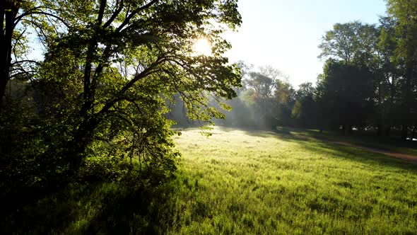 Sun Shines in the Forest Through the Trees and Tree Branches Near a Clearing