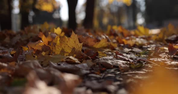 Background Autumn Leaves on the Ground