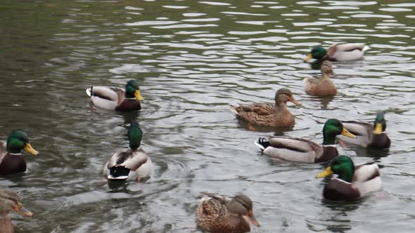 Wildducks Swim Along the River