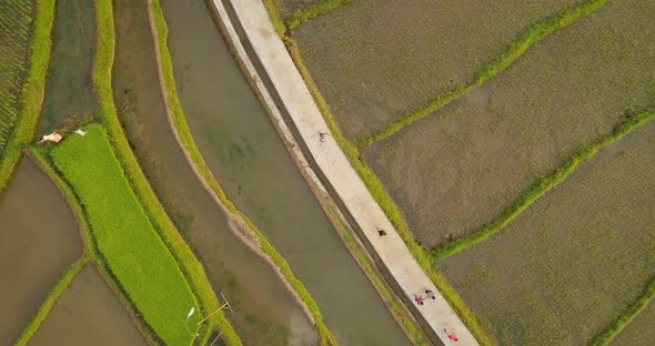 Kids walking on a path between Tonoboyo rice fields in Central Java, Indonesia, aerial top down view