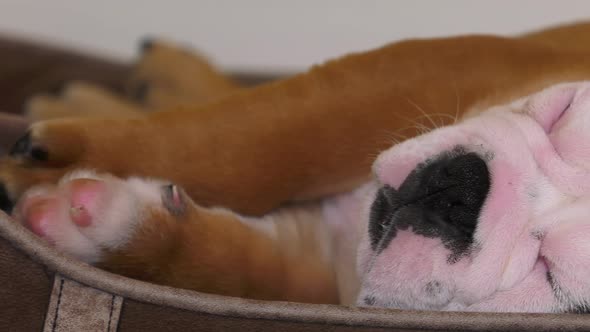 bulldog puppy panning across features closeup of paws and face 4k