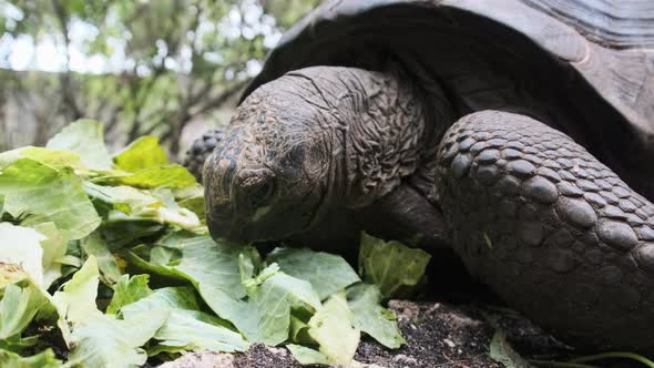 Huge Aldabra Giant Tortoise Eats Green Leaves in the Reserve Zanzibar Africa