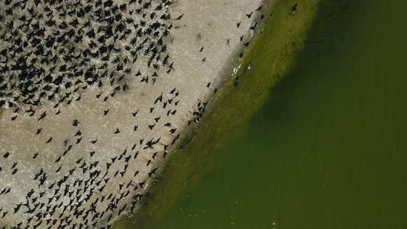 Spin and follow of various cormorants in Muskegon.