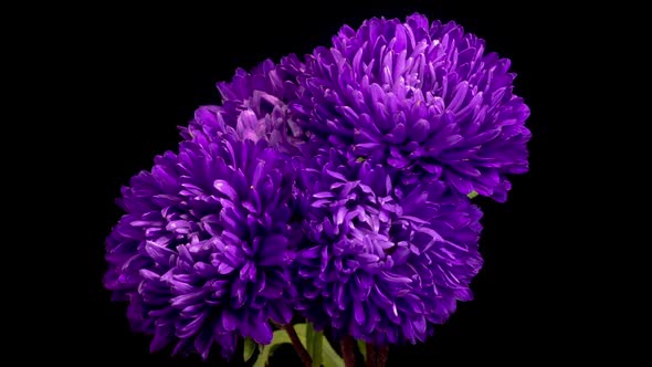 Beautiful Violet Aster Flowers Opening