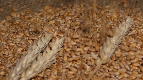 Wheat Pouring on Top of the Grain Pile with Wheat Sheaf on the Wood Background