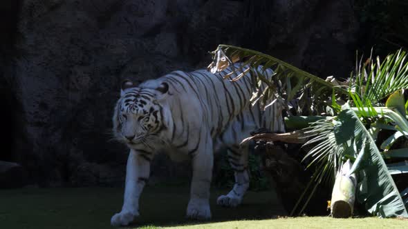 White tiger having a walk