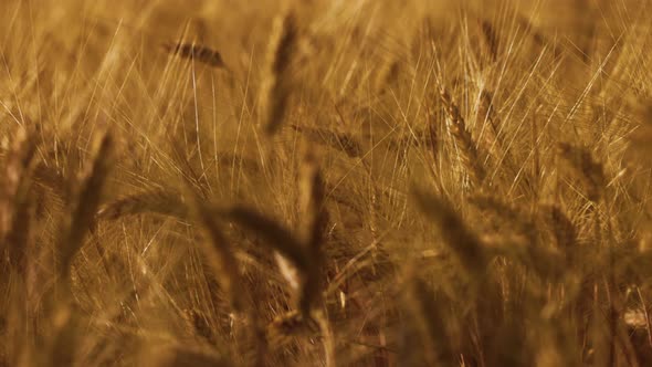 Wheat in the Rays of Dawn