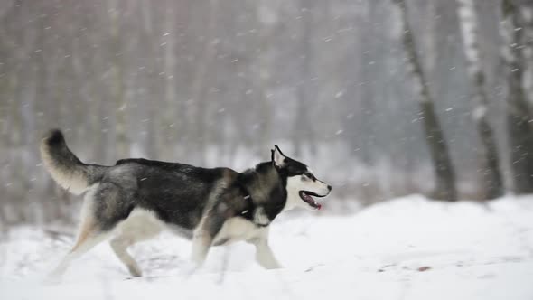 Siberian Husky Dog Running Outdoor In Snowy Field At Winter Day. Smiling Dog. Slow Motion, Slo-Mo