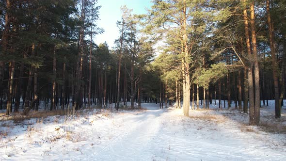 Forest Trail In Winter At Sunset