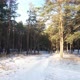 Forest Trail In Winter At Sunset - VideoHive Item for Sale