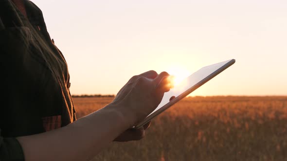 Hands of a Woman Farmer Holding a Tablet Against the Background of a Beautiful Sunset. The