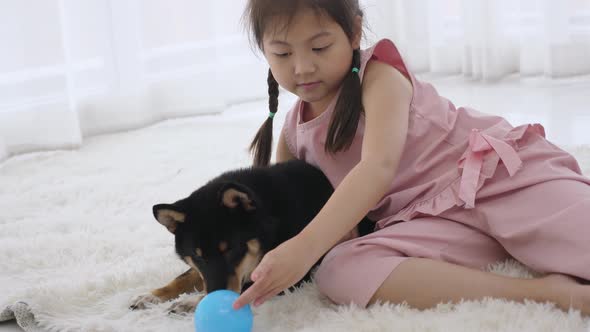 Asian girl playing with Shiba inu puppy on the floor at living room