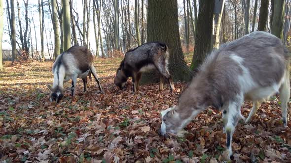 A herd of goats in the autumn forest.
