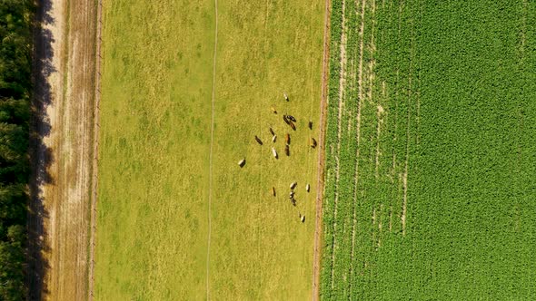 Aerial view of grazing cows on pasture. Cattle herd from bird eye view. Drone flight over farmland i