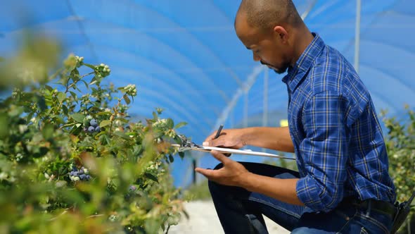 Man examining blueberries in blueberry farm 4k