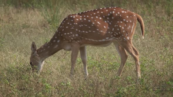 Beautiful Female Chital or Spotted Deer Grazing in Ranthambore National Park Rajasthan India