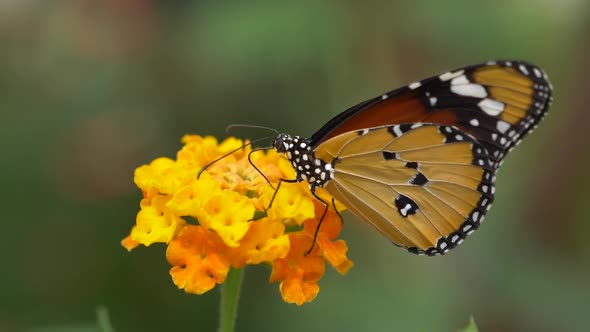 Macro close up of beautiful Monarch Butterfly collecting pollen of orange flower - Prores high quali