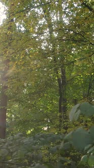 Vertical Video of Trees in the Forest in Autumn