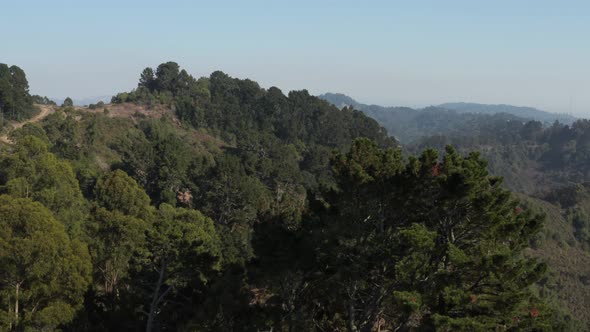 Rising over Large Eucalyptus trees in Berkeley hills aerial Northern California